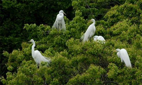 蒲莱河沿岸树上的鸟儿