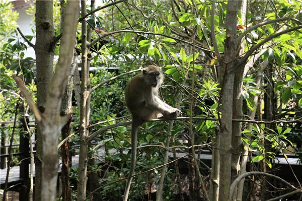 红树林小猴