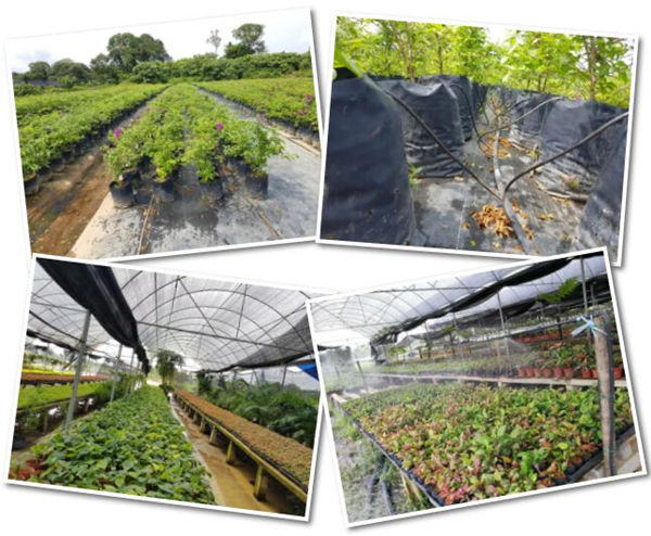 自动微喷灌系统下生长的阴生植物培植基地